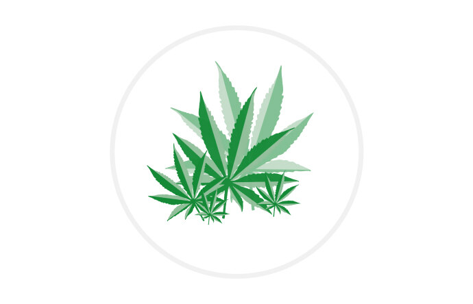 Viele Cannabisblätter die sich leicht ueberlagern