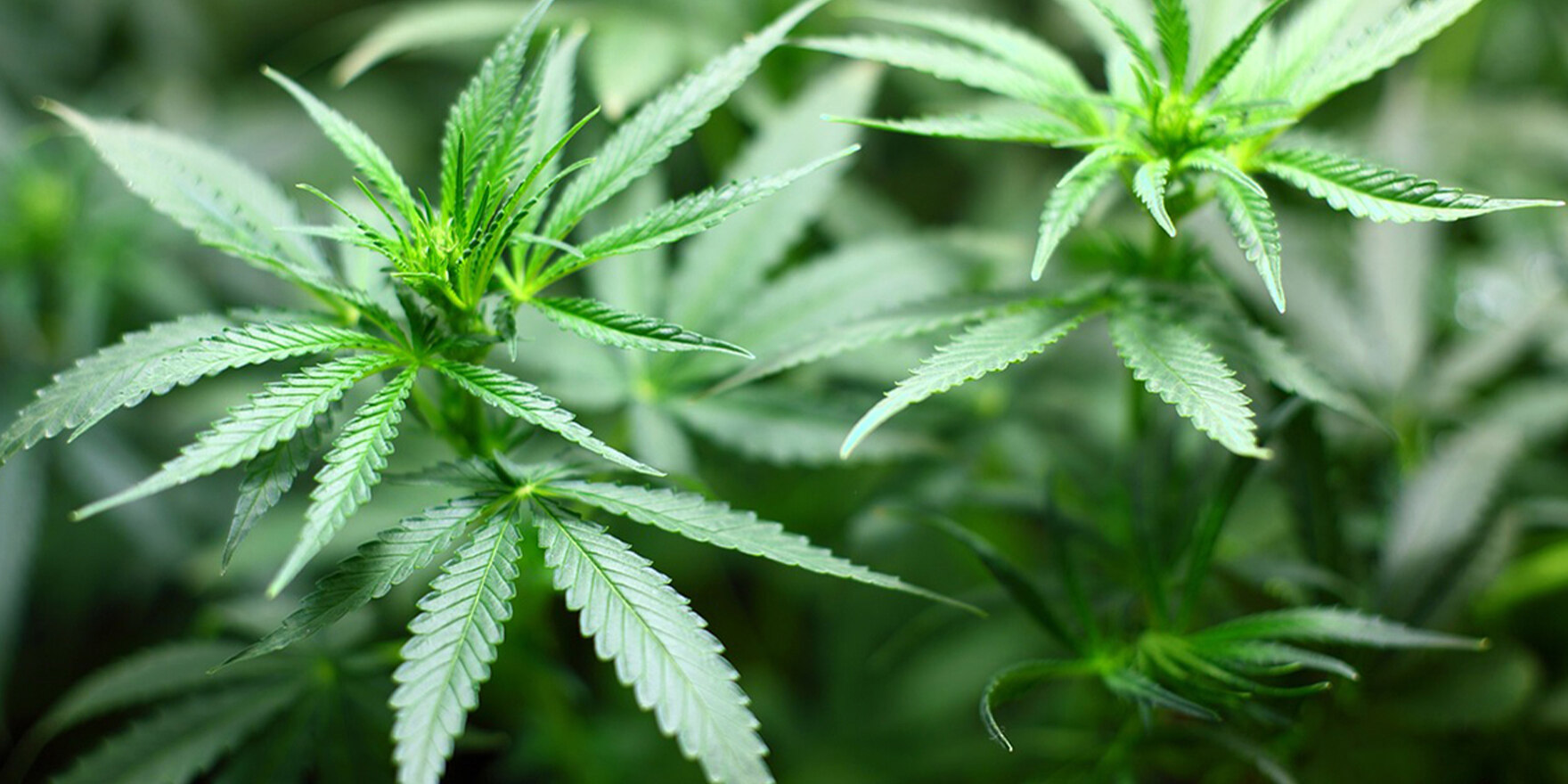 Foto einer Cannabis Pflanze